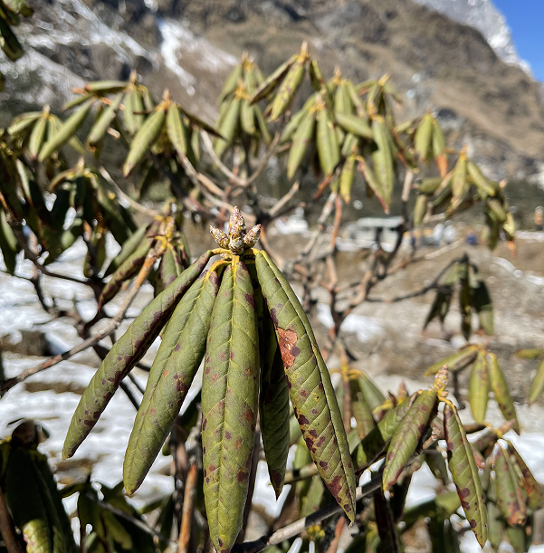 Yumthang Valley