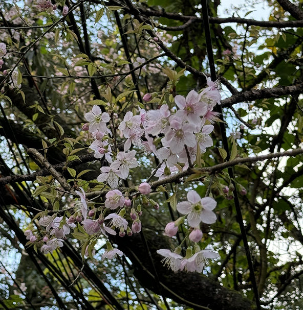 Cherry Blossom In November